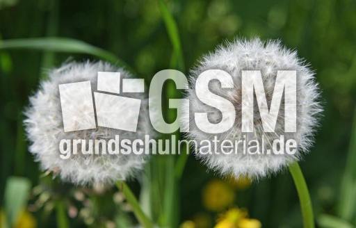 Pusteblume-19.jpg